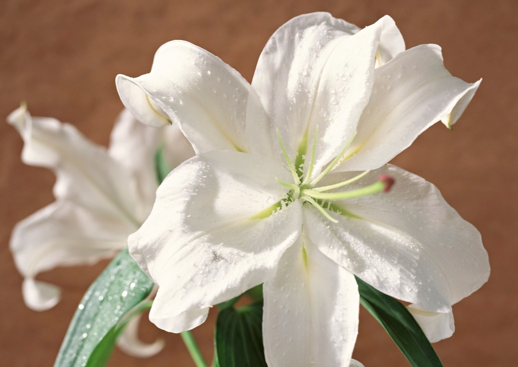 White Easter lilies in bloom